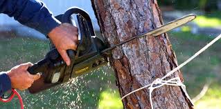 Best Tree Cabling and Bracing  in Rialto, CA